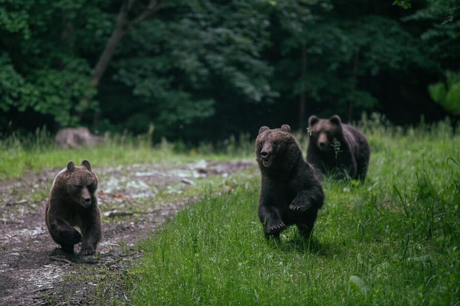 From Brasov: Brown Bear Watching in the Carpathian Mountains - Inside the hide, waiting for the forest to change