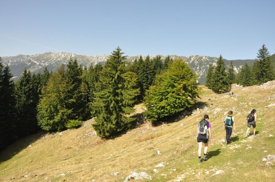 From Brasov: Piatra Craiului National Park Private Day Tour - Walking through Zarnesti Gorge