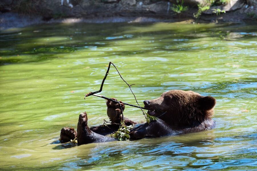 From Bucharest: Bear Sanctuary and Dracula Castle Day Tour - Key points to know before booking