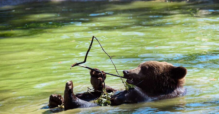 From Bucharest: Bear Sanctuary and Dracula Castle Day Tour - Why the bear sanctuary is the heart of the day