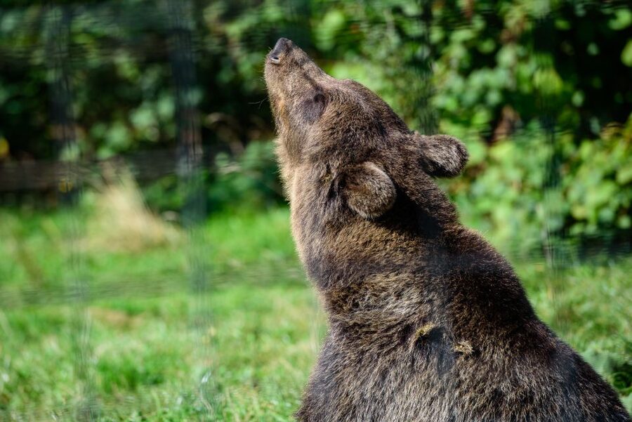From Bucharest: Bear Sanctuary and Dracula Castle Day Tour - What you see in Zarnesti