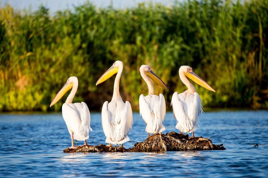 From Bucharest: Day Trip to Danube Delta - Leaving Bucharest at 6:30 AM