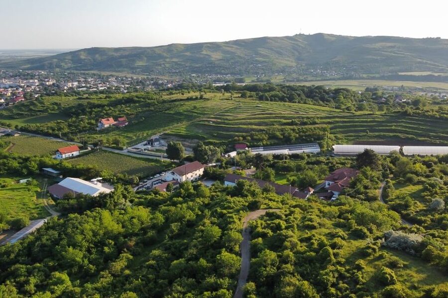 From Bucharest: Exclusive Dealu Mare Wine Tasting Tour - Key points to know before you book