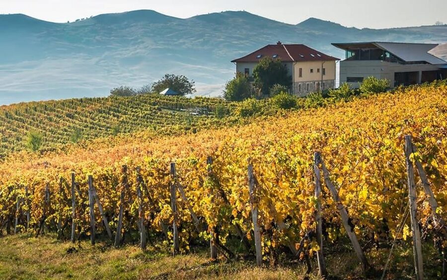 From Bucharest: Exclusive Dealu Mare Wine Tasting Tour - Leaving Bucharest by private car