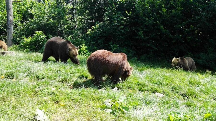 From Bucharest: Libearty Bear Sanctuary and Dracula's Castle - Why the bear sanctuary deserves first place