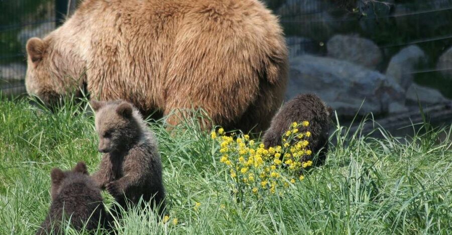 From Bucharest: Libearty Bear Sanctuary and Dracula's Castle - Is $159 good value for this Bucharest day trip?