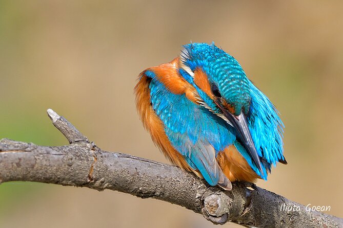 Guided Birdwatching day trip to the Danube Delta - private program - Why the Danube Delta works so well from a boat