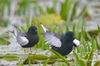 Guided Birdwatching day trip to the Danube Delta – private program