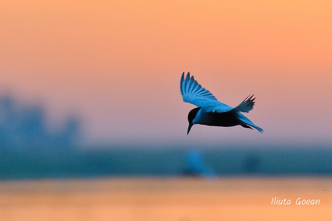 Guided Birdwatching day trip to the Danube Delta - private program - Birds, light, and the patience factor