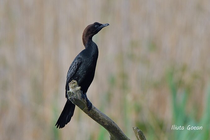 Guided Birdwatching day trip to the Danube Delta - private program - Lunch, villages, and extra forest routes