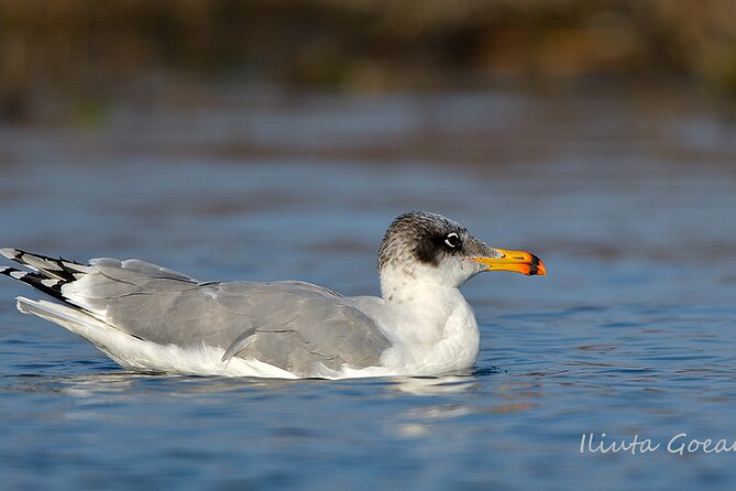 Guided Birdwatching day trip to the Danube Delta - private program - What the private price means for your group