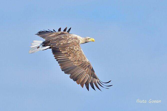 Guided Birdwatching day trip to the Danube Delta - private program - The main strengths, and one honest weakness