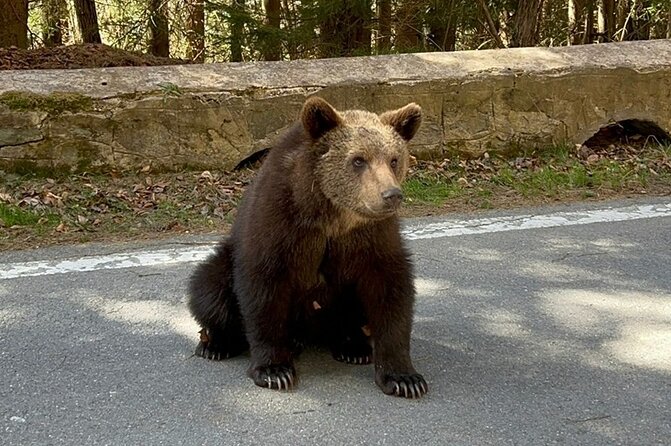 Hike to Poenari Fortress, Vidraru Dam, Argeș Monastery - Private - Guides, flexibility and the human side of the day