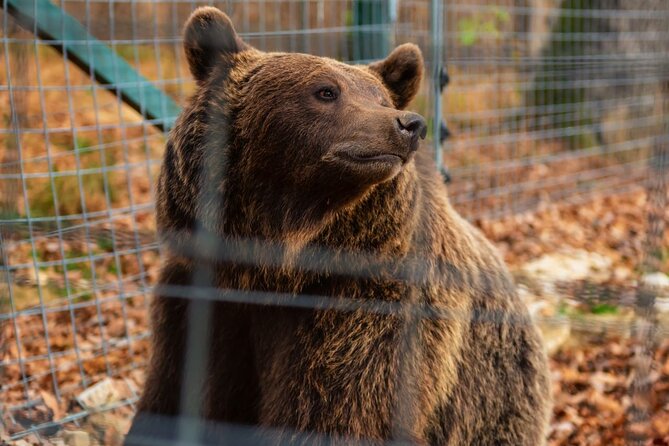 Legends&Wildlife Awaits: Dracula's Castle & Bear Sanctuary - What the $224.76 Price Buys You