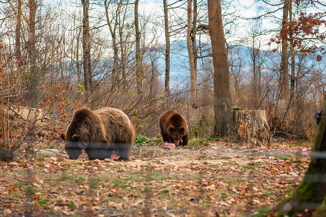 Legends&Wildlife Awaits: Dracula's Castle & Bear Sanctuary - Practical Advice Before You Book