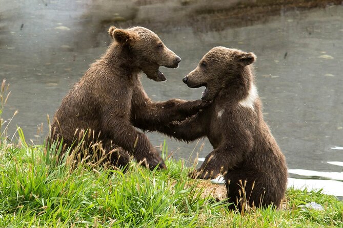 Libearty Bear Sanctuary and Dracula's Castle - Day Tour from Bucharest - Why Libearty Bear Sanctuary deserves the first stop