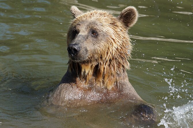 Libearty Bear Sanctuary and Dracula's Castle - Day Tour from Bucharest - What the bear visit feels like in practice