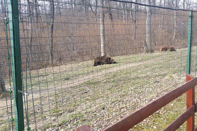 LiBearty Bear Sanctuary Zarnesti Small-Group Trip from Brasov - Key points before you book