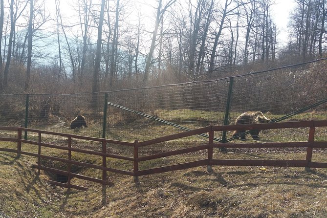 LiBearty Bear Sanctuary Zarnesti Small-Group Trip from Brasov - The 8:30 am departure from Brasov