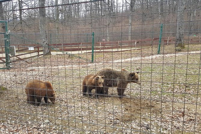 LiBearty Bear Sanctuary Zarnesti Small-Group Trip from Brasov - Seeing bears with a difficult past