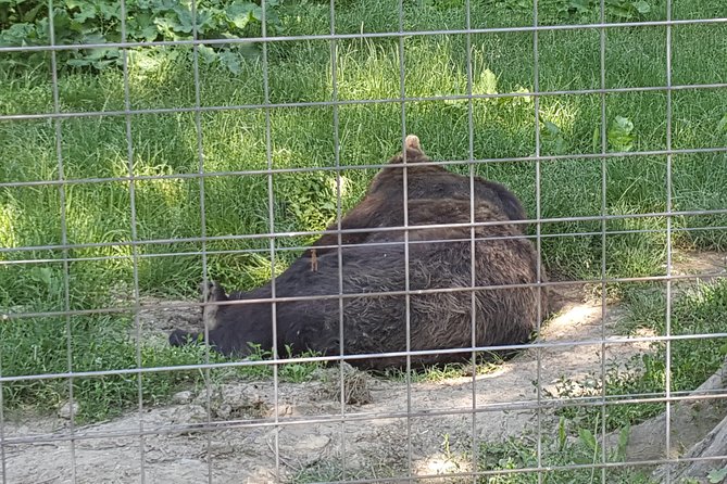 LiBearty Bear Sanctuary Zarnesti Small-Group Trip from Brasov - Helpful drivers and possible extras