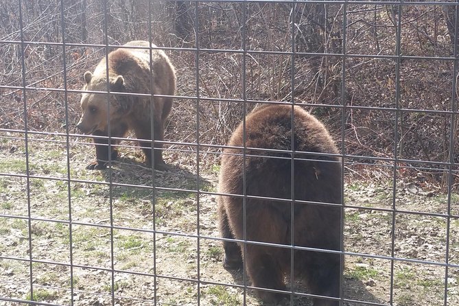 LiBearty Bear Sanctuary Zarnesti Small-Group Trip from Brasov - What the small group changes