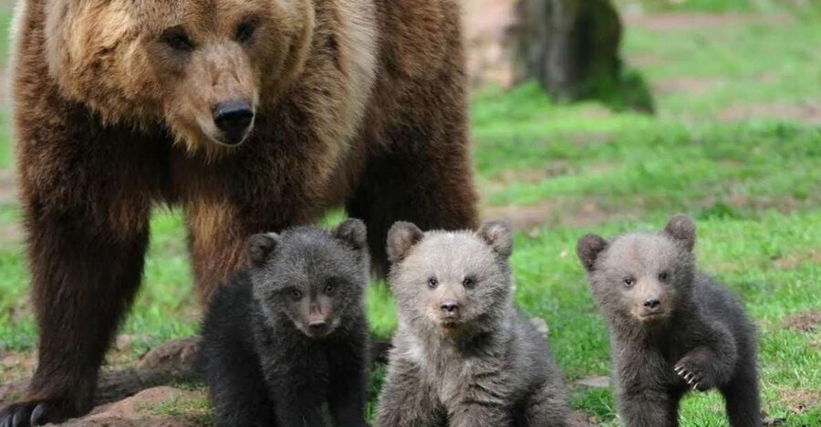 One day trip Bear Sanctuary, Dracula Castle - Key points to know before booking