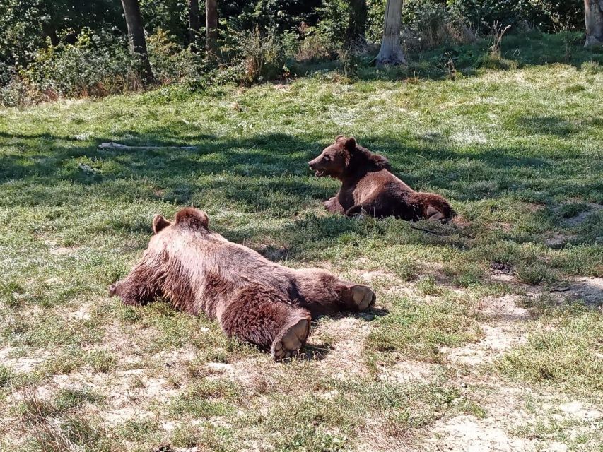 One day trip Bear Sanctuary, Dracula Castle - The pace, transport, and practical feel