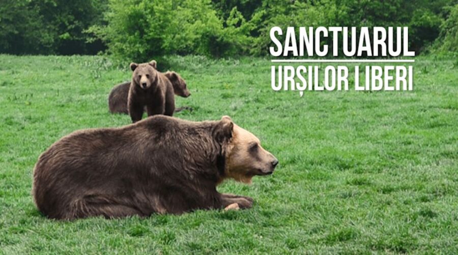 One day trip Bear Sanctuary, Dracula Castle - What to expect from the guide
