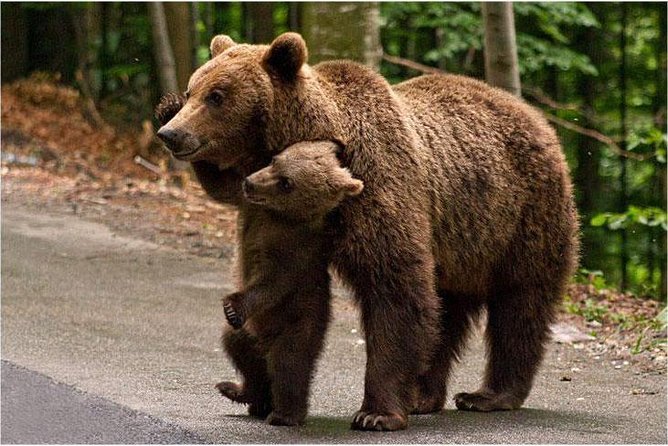 One day trip Bear Sanctuary, Dracula Castle, Rasnov Fortress from Brasov - Why the bear sanctuary changes the tone of the day