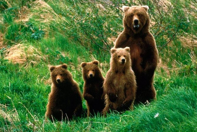 One day trip Bear Sanctuary, Dracula Castle, Rasnov Fortress from Brasov - What you really see at Râșnov Fortress