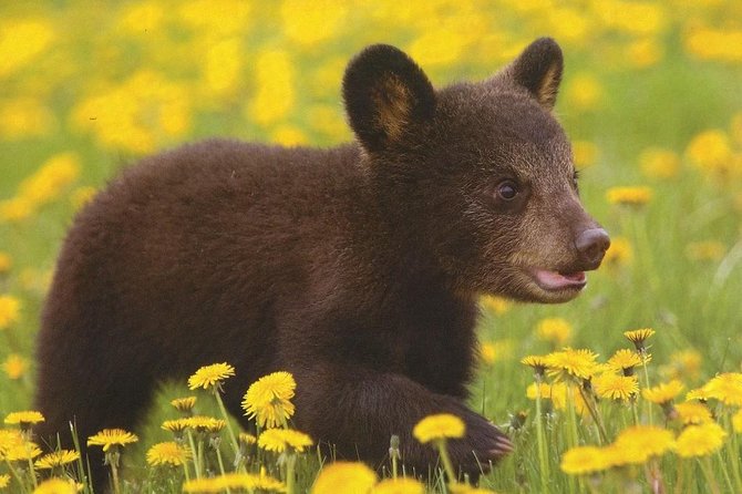 One day trip Bear Sanctuary, Dracula Castle, Rasnov Fortress from Brasov - A private vehicle, but not always a private guided tour