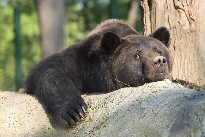 One day trip Bear Sanctuary, Dracula Castle, Rasnov Fortress from Brasov - Who will enjoy this Brasov day trip