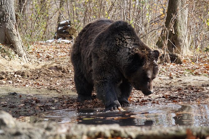 One day trip Bear Sanctuary, Dracula Castle, Rasnov Fortress from Brasov - Practical advice for a smoother day