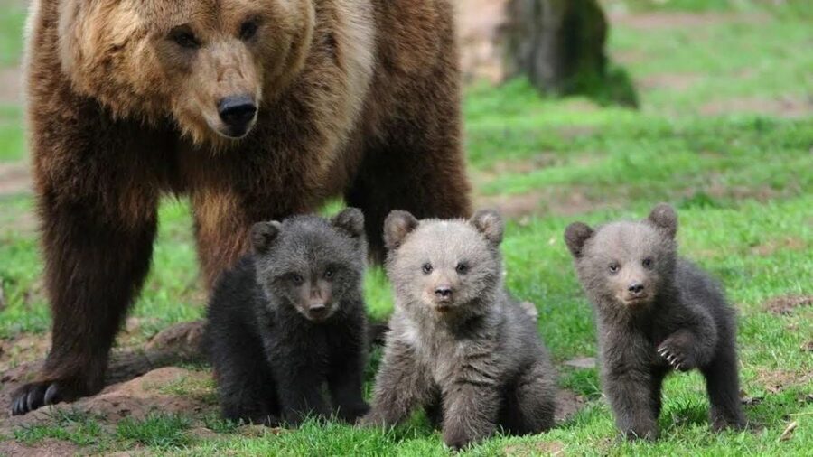 One day trip Bear Sanctuary, Dracula Castle - From Brașov to Zărnești for the bears