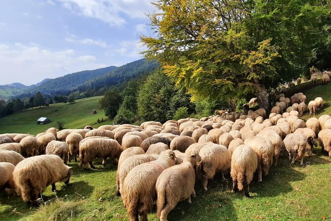 Pestera and Magura Full-Day Private Walking Tour from Brasov - Why the private format adds real value