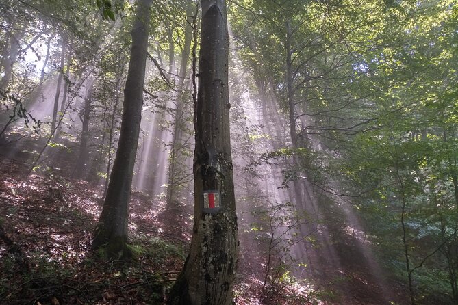 Piatra Craiului National Park Private Hiking Tour from Brasov - The guides make the private format worthwhile