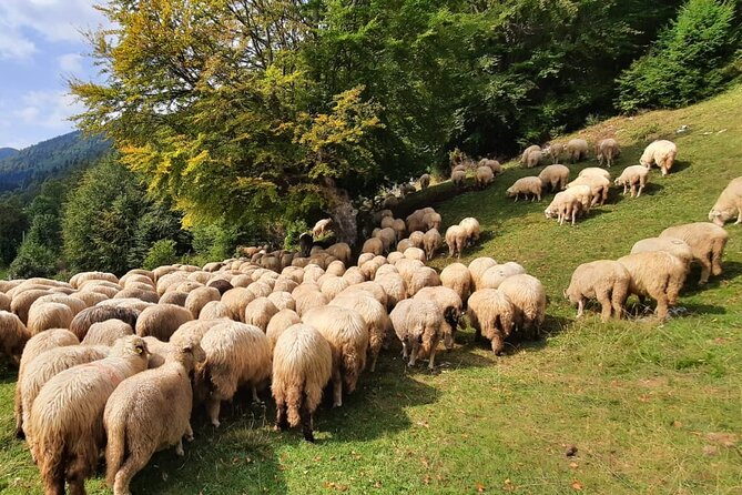 Private Full-Day Hiking Tour in Piatra Craiului National Park - The guide makes the private format worthwhile