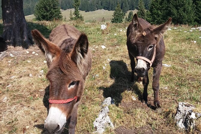 Private Full-Day Hiking Tour in Piatra Craiului National Park - Cooling off in Valea Prapastiile Zarnestului