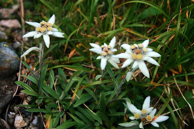 Private Hiking to Bucegi Natural Park from Brasov - Reaching the 2,000-meter Bucegi plateau