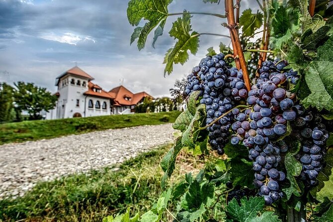 Private Tour to Salt Mine, Lunch at Winery and Dracula Grave - Lunch among the vineyards at Casa Seciu