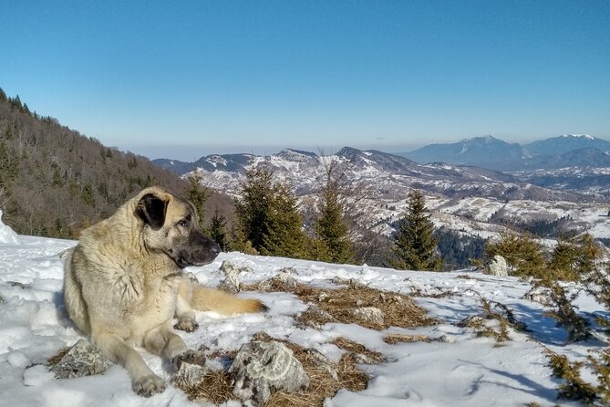 Rambling in Transylvania - Who should book this walk?