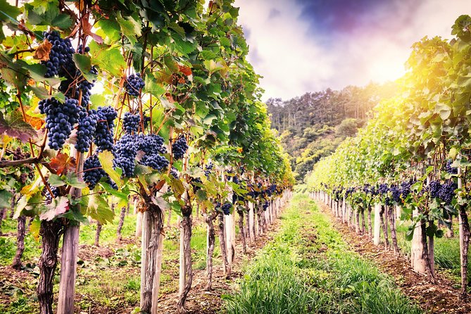 Romanian Wine Tasting - Why Dealu Mare makes a good wine day from Bucharest