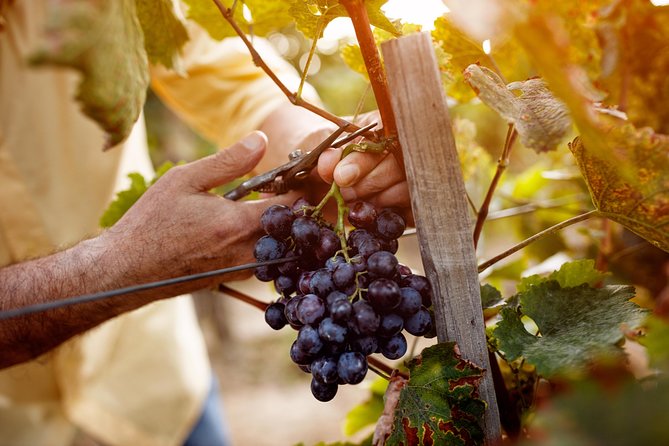 Romanian Wine Tasting - Who should book this wine tour?