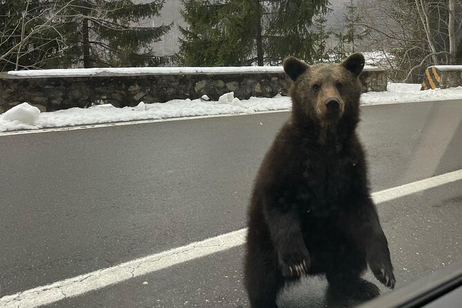 Small group max 7, Transfăgărășan the Top Gear Road - Bears, cubs, and the limits of wildlife stops