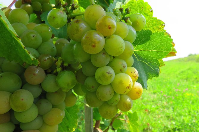The wine route by bike - The 12-kilometer ride to Rotenberg Winery