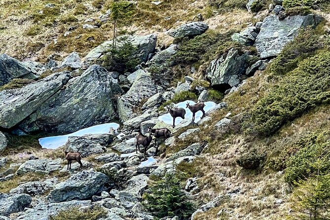 Transfagarasan Highway and Bran Castle Day Trip From Brasov - A Short Pause at Balea Waterfall
