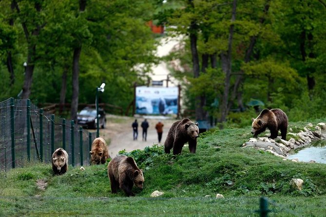 Transylvania with Dracula Castle, Bear Sanctuary and Brasov - A big Transylvania day from Bucharest