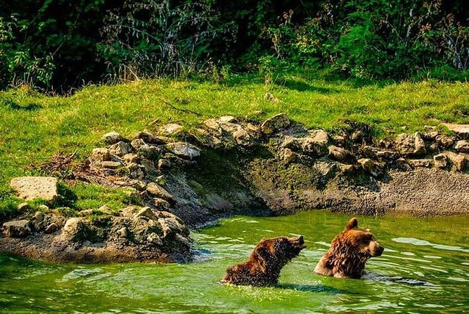 Transylvania with Dracula Castle, Bear Sanctuary and Brasov - Practical ways to make the day better