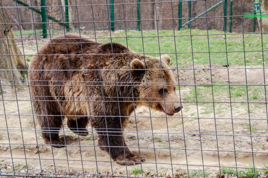 Visit Bear Sanctuary and Bran Castle from Brasov - How the two stops fit together